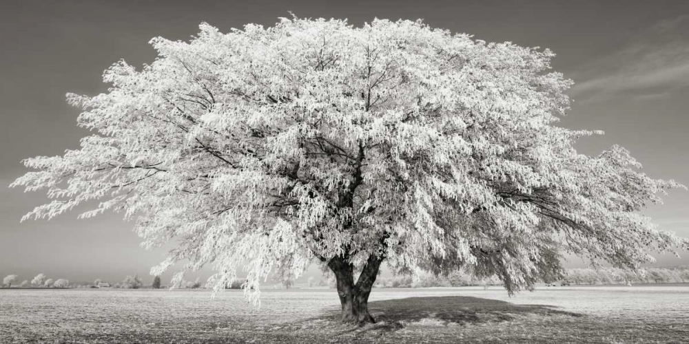 Lime tree with frost, Bavaria, Germany art print by Frank Krahmer for $57.95 CAD
