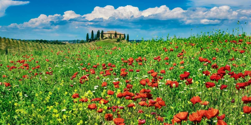 Farm house with cypresses and poppies, Tuscany, Italy art print by Frank Krahmer for $57.95 CAD
