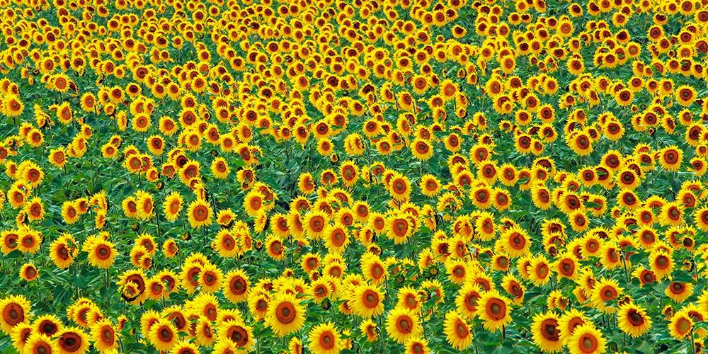 Sunflower field, France art print by Frank Krahmer for $57.95 CAD