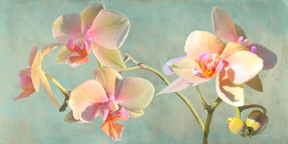 Jewel Orchids art print by Luca Villa for $57.95 CAD