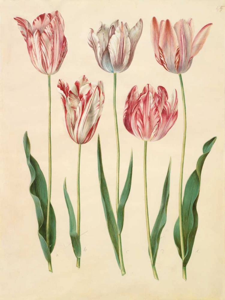 Tulipa gesneriana art print by Johannes S. Holtzbecher for $57.95 CAD