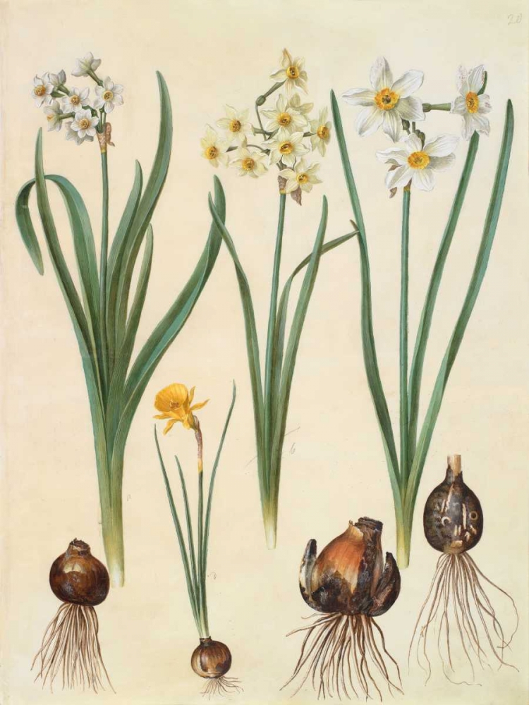 Narcissus art print by Johannes S. Holtzbecher for $57.95 CAD