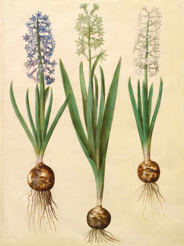 Hyacinthoides orientalis art print by Johannes S. Holtzbecher for $57.95 CAD
