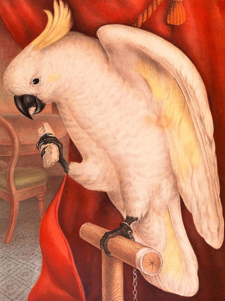 Great Sulphur-Crested Cockatoo art print by Sayer James Whitley for $57.95 CAD