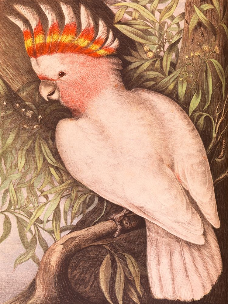 Leadbeaters Cockatoo art print by Sayer James Whitley for $57.95 CAD