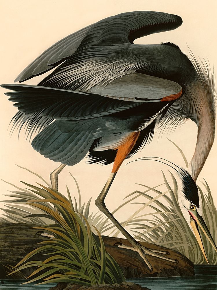 Great Blue Heron art print by John James Audubon for $57.95 CAD