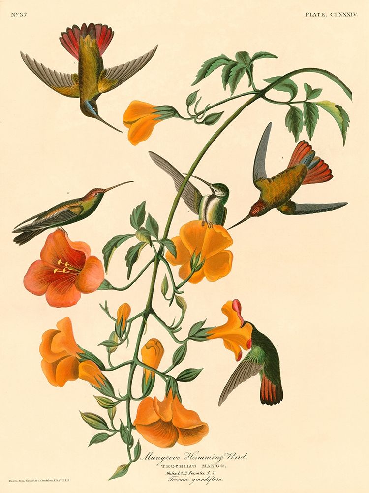 Mangrove Humming Bird art print by John James Audubon for $57.95 CAD