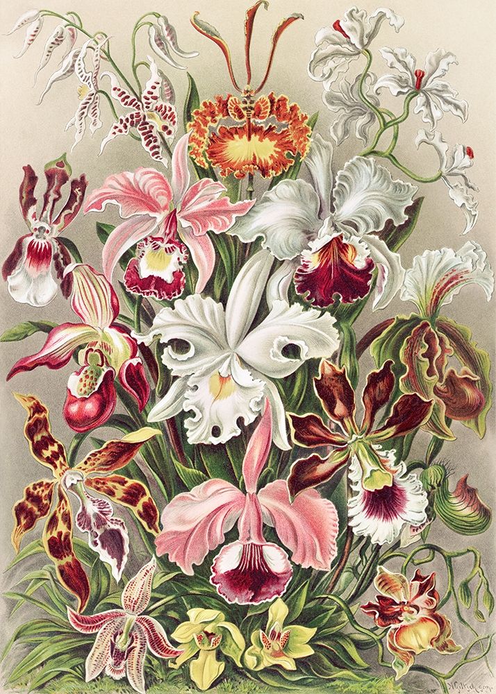 Orchidaeacae art print by Ernst Haeckel for $57.95 CAD