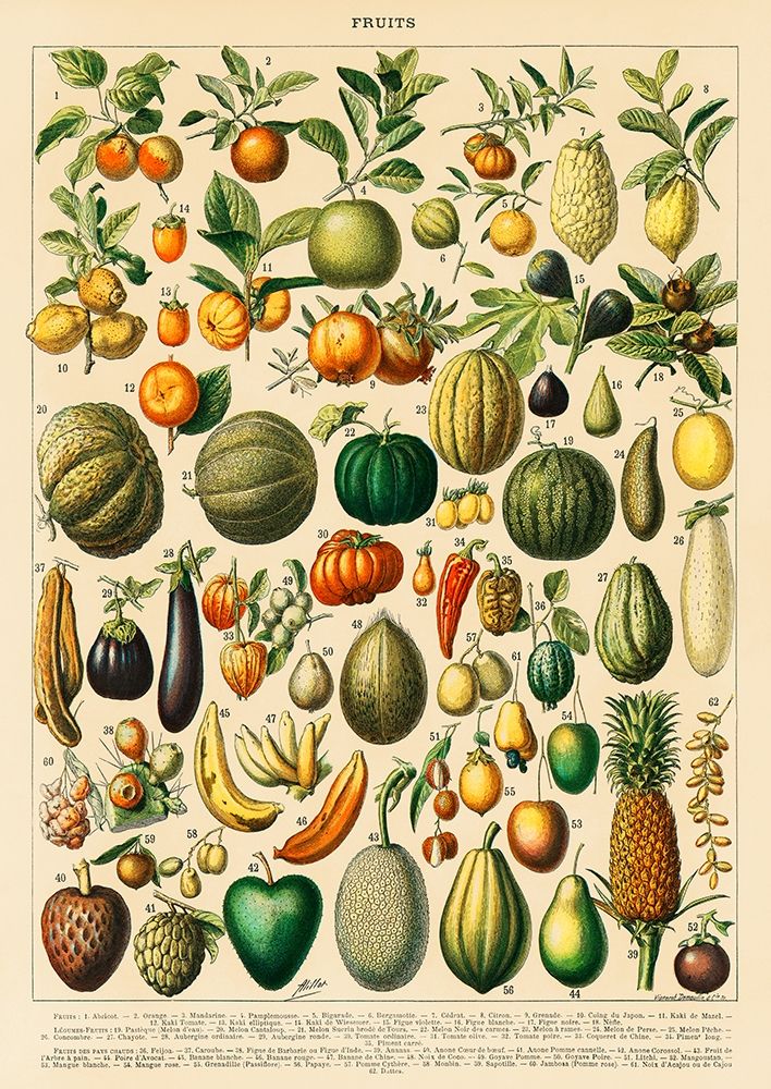 Fruits and Vegetables art print by Adolphe Millot for $57.95 CAD