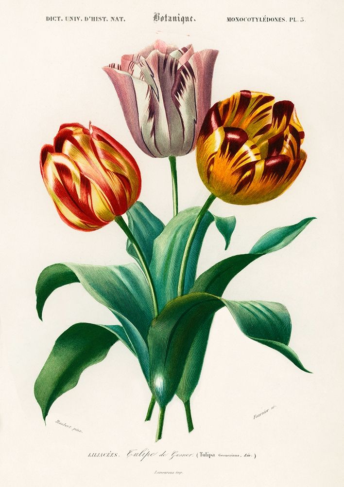 Didiers Tulip  art print by Charles Dessalines D Orbigny for $57.95 CAD