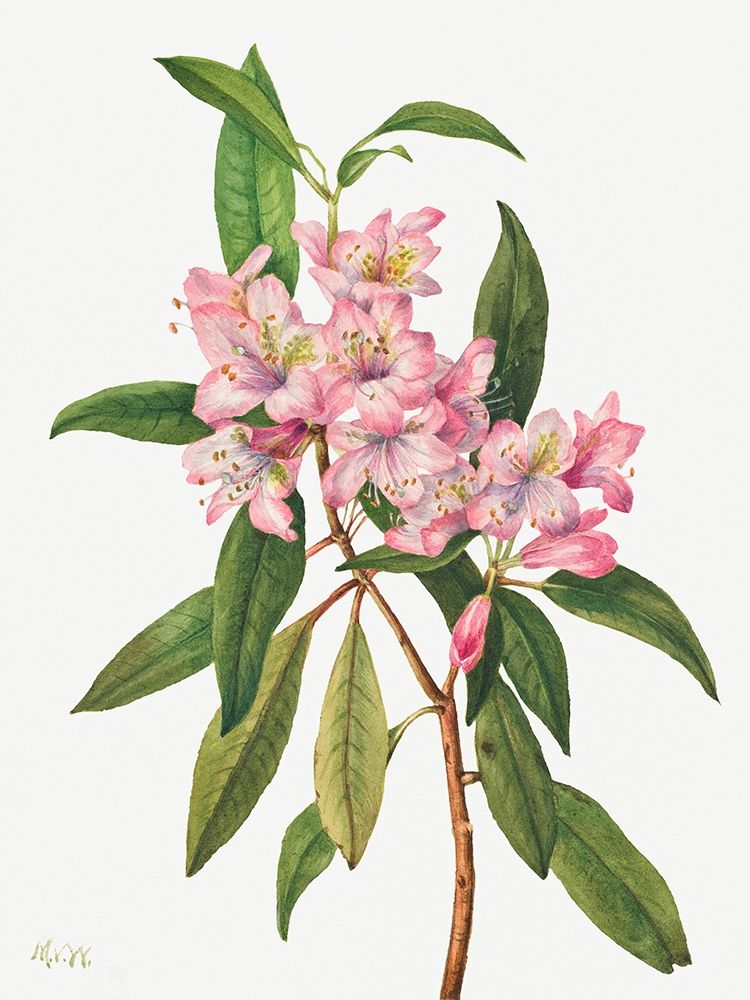 Rose Bay Rhododendron-1932 art print by Mary Vaux Walcott for $57.95 CAD