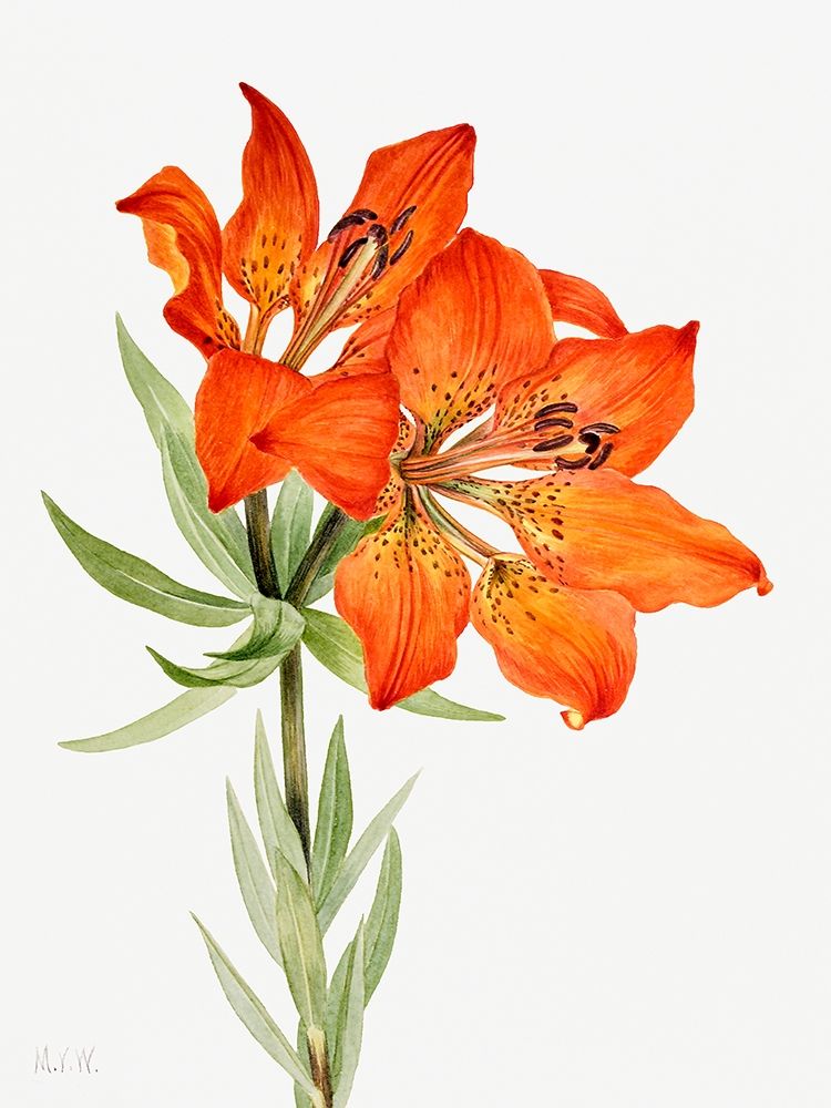 Red Lily-1923 art print by Mary Vaux Walcott for $57.95 CAD