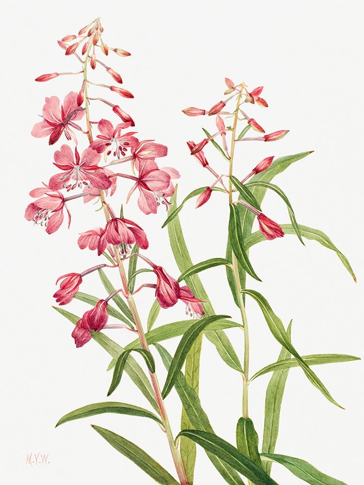 Fireweed-1902 art print by Mary Vaux Walcott for $57.95 CAD