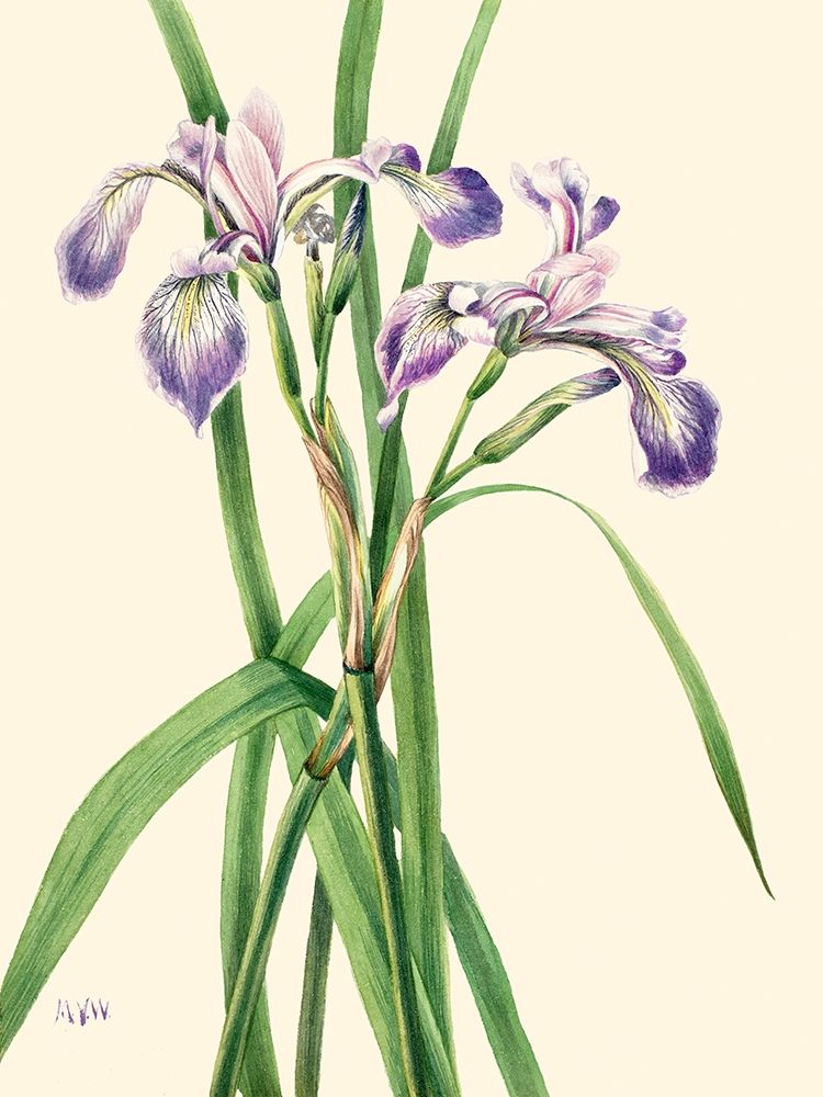 Blueflag Iris-1919 art print by Mary Vaux Walcott for $57.95 CAD