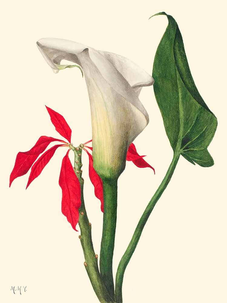 Calla Lily-1877 art print by Mary Vaux Walcott for $57.95 CAD