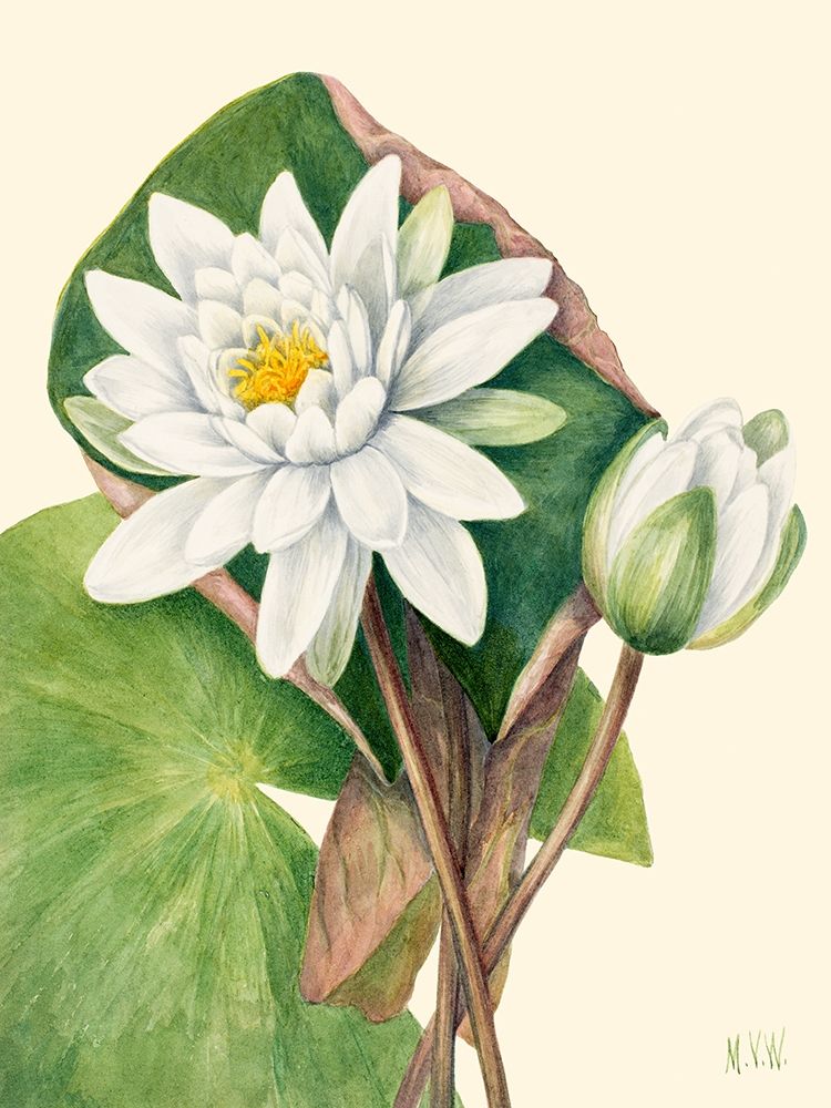 American Waterlily-1920 art print by Mary Vaux Walcott for $57.95 CAD