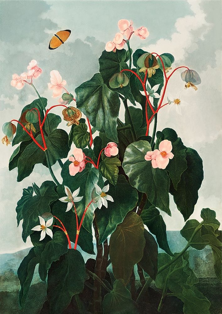 Begonia from The Temple of Flora art print by Robert John Thornton for $57.95 CAD