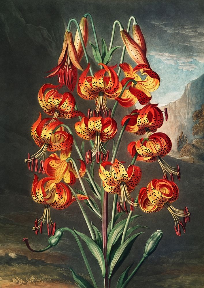 The Lily from The Temple of Flora art print by Robert John Thornton for $57.95 CAD
