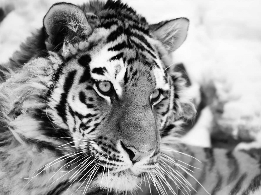 Tiger art print by Ivan Cholov for $57.95 CAD
