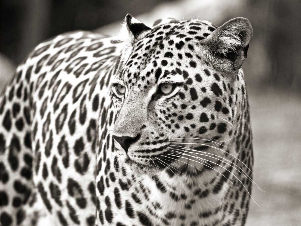 Portrait of leopard - South Africa art print by Claudia Lothering for $57.95 CAD