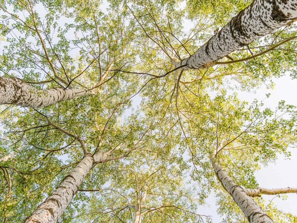 Birch woods in spring art print by Pangea Images for $57.95 CAD