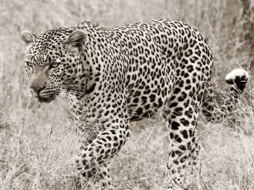 Leopard hunting art print by Anonymous for $57.95 CAD