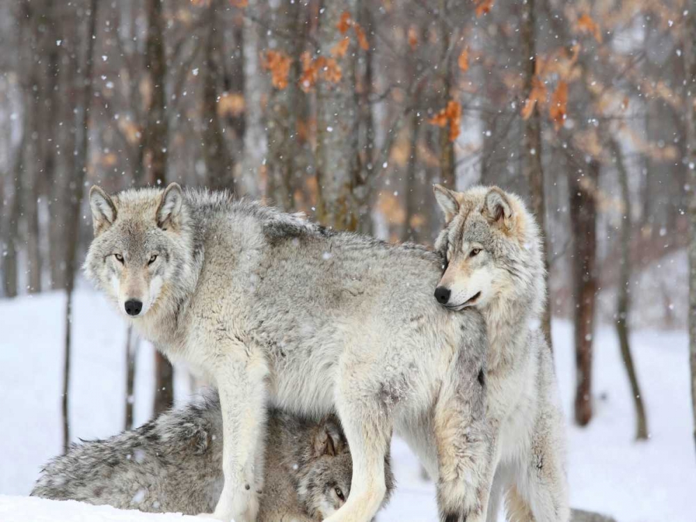 Three grey wolves huddle together during a Quebec snowstorm art print by Anonymous for $57.95 CAD