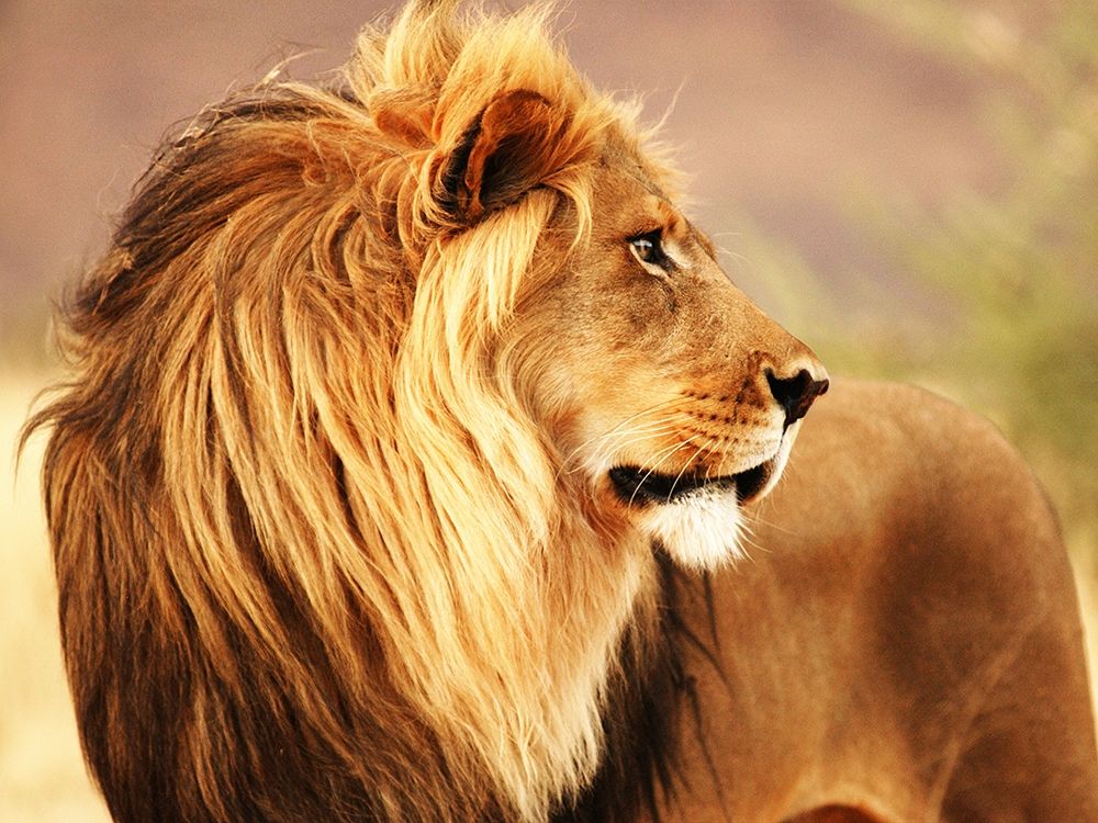 Male lion, Namibia art print by Anonymous for $57.95 CAD