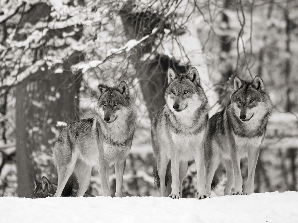 Wolves in the snow, Germany (BW) art print by Anonymous for $57.95 CAD