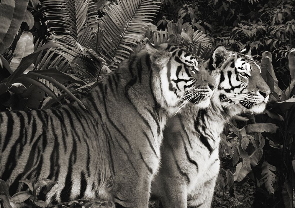 Two Bengal Tigers (BW) art print by Pangea Images for $57.95 CAD