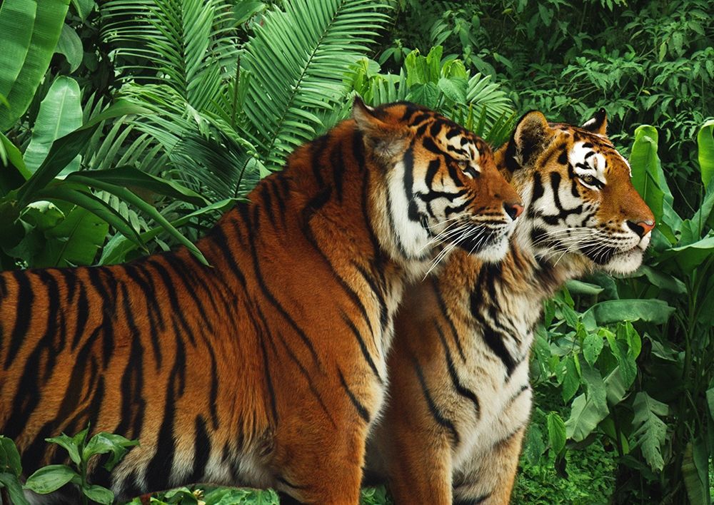 Two Bengal Tigers art print by Pangea Images for $57.95 CAD