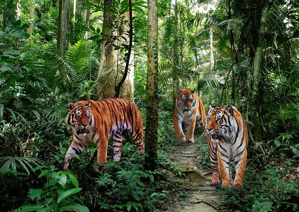 Bengal Tigers art print by Pangea Images for $57.95 CAD