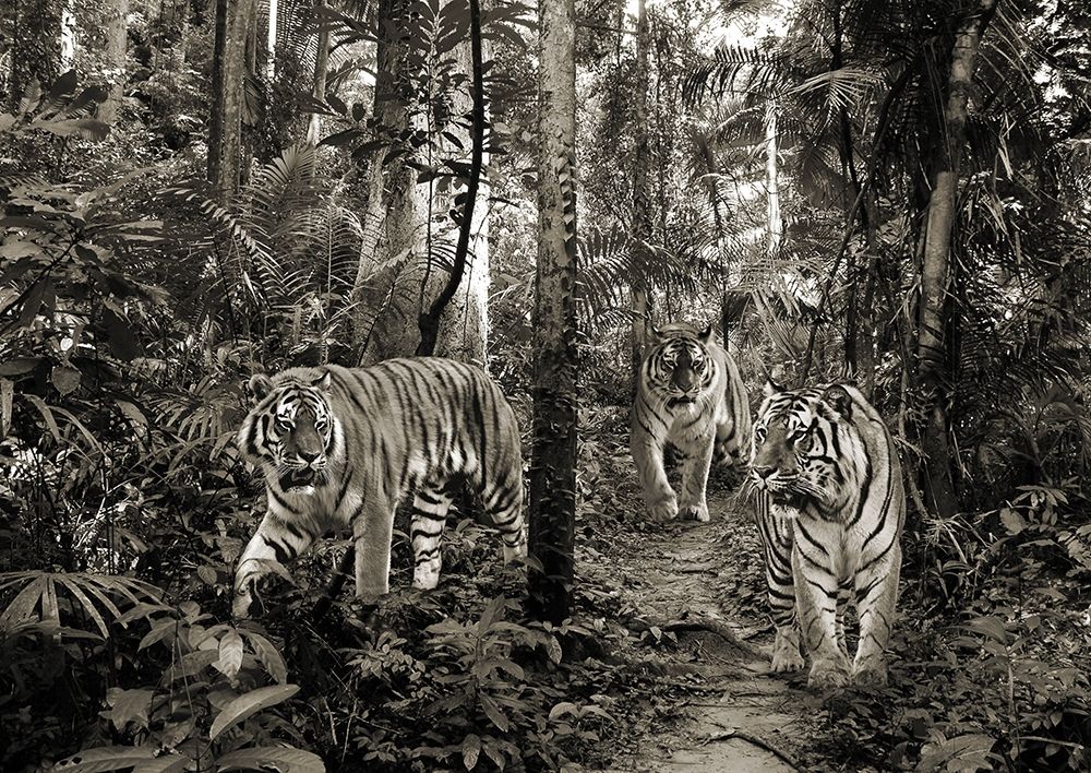 Bengal Tigers (BW) art print by Pangea Images for $57.95 CAD