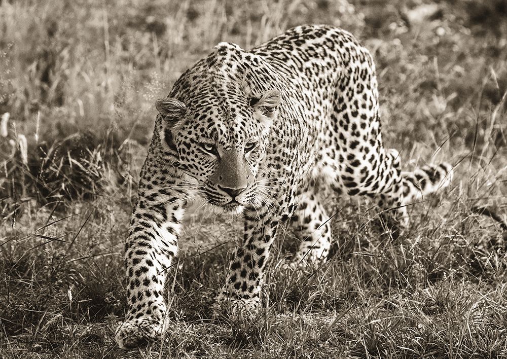 African Leopard art print by Pangea Images for $57.95 CAD