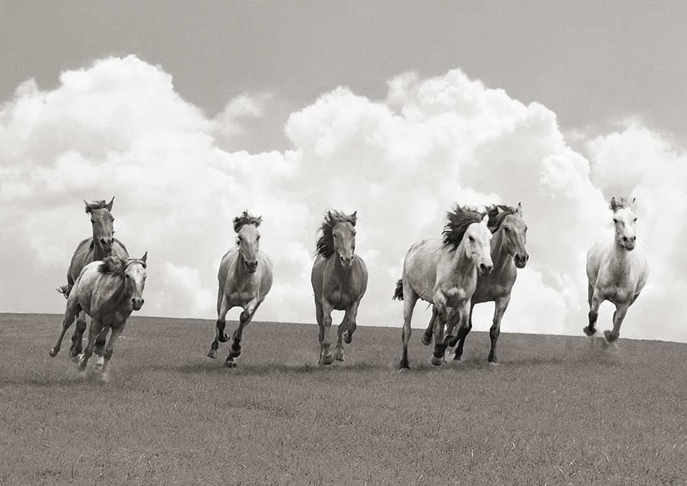 Herd of wild horses (BW) art print by Pangea Images for $57.95 CAD