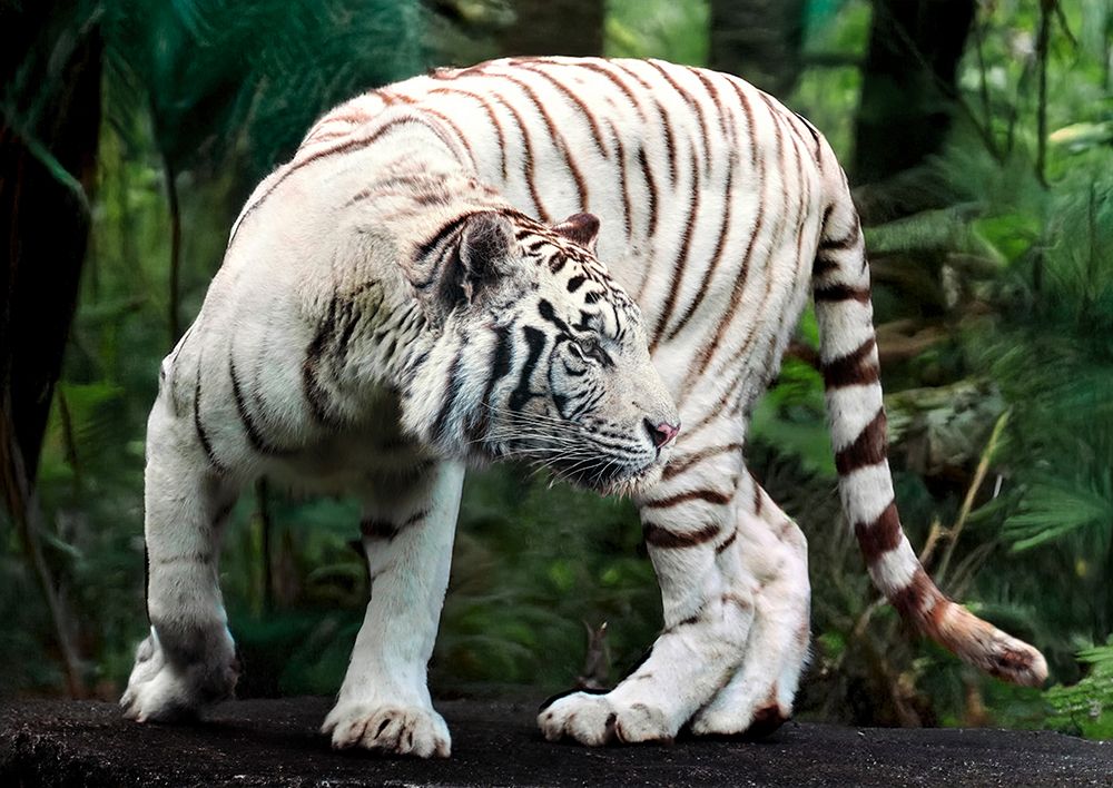 White Bengal Tiger art print by Pangea Images for $57.95 CAD
