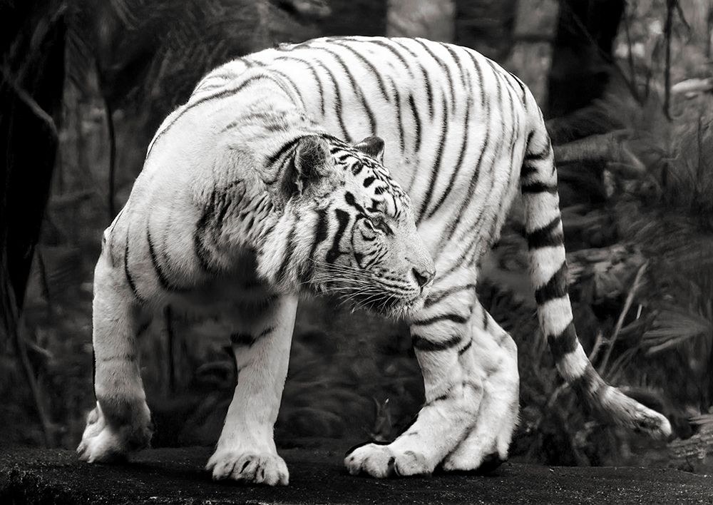 White Bengal Tiger (BAndW) art print by Pangea Images for $57.95 CAD