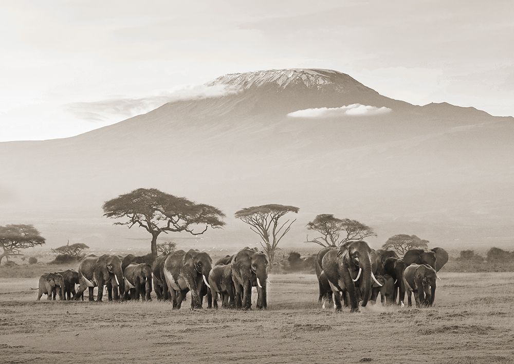 Kenya, Amboseli National Park art print by Pangea Images for $57.95 CAD