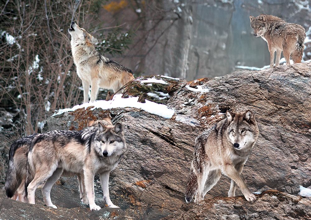 Wolf Pack, Alaska art print by Pangea Images for $57.95 CAD