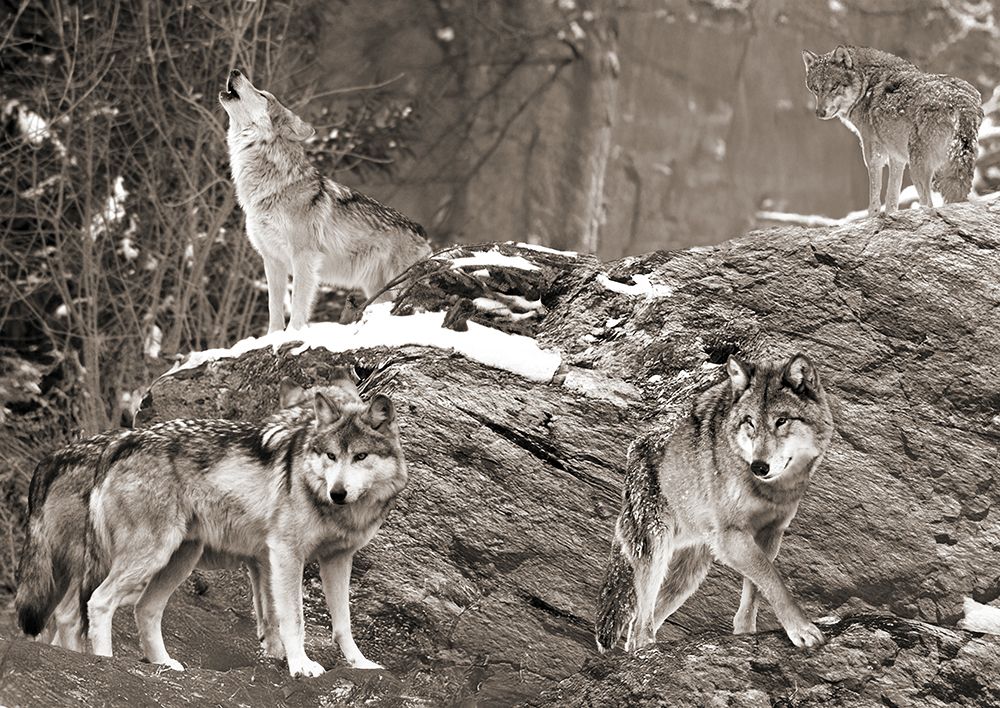 Wolf Pack, Alaska (BAndW) art print by Pangea Images for $57.95 CAD