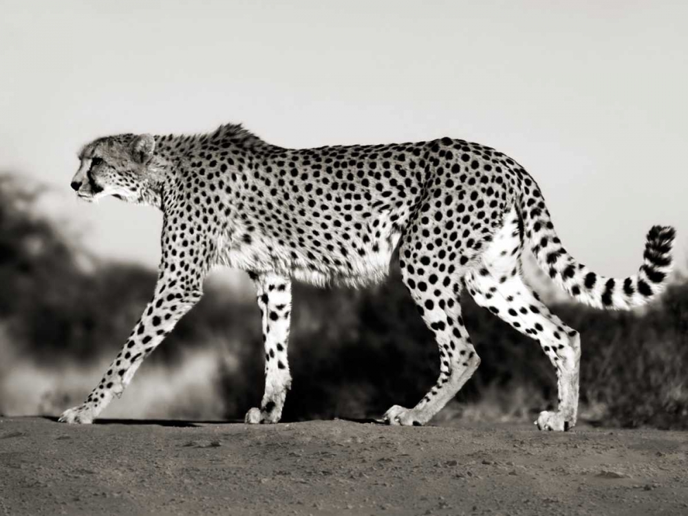 Cheetah, Namibia, Africa art print by Frank Krahmer for $57.95 CAD