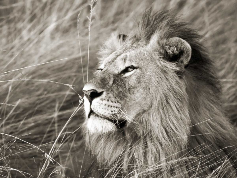 African lion, Masai Mara, Kenya art print by Frank Krahmer for $57.95 CAD