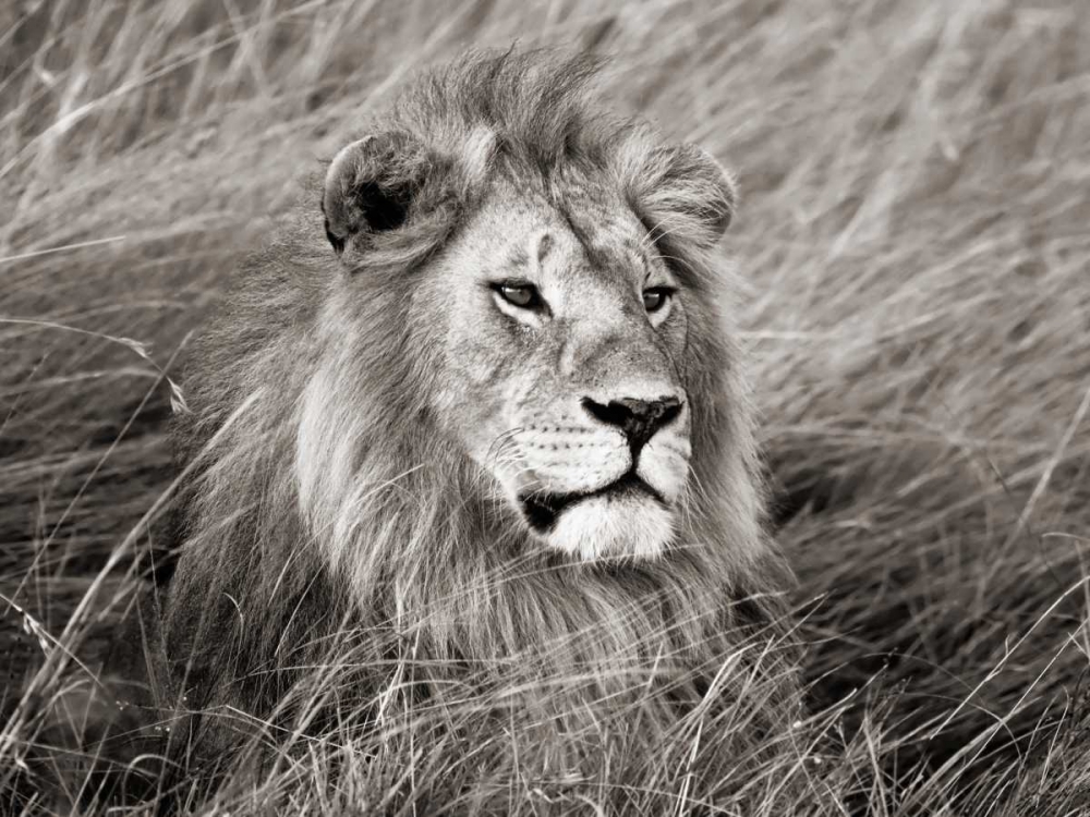 African lion, Masai Mara, Kenya art print by Frank Krahmer for $57.95 CAD