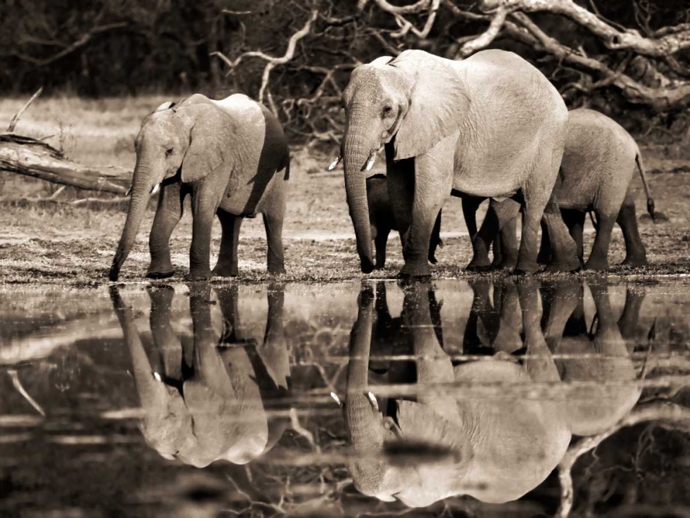 African elephants, Okavango, Botswana art print by Frank Krahmer for $57.95 CAD
