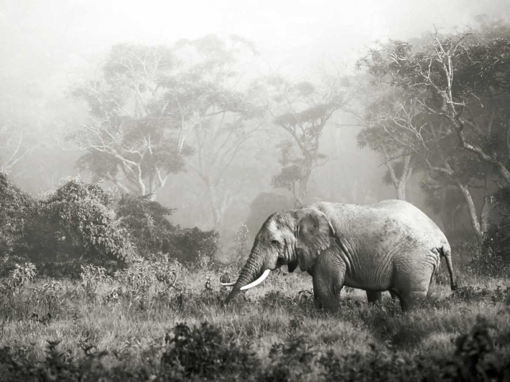 African elephant, Ngorongoro Crater, Tanzania art print by Frank Krahmer for $57.95 CAD