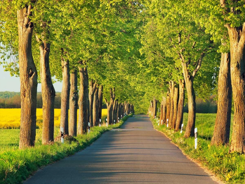 Lime tree alley, Mecklenburg Lake District, Germany art print by Frank Krahmer for $57.95 CAD