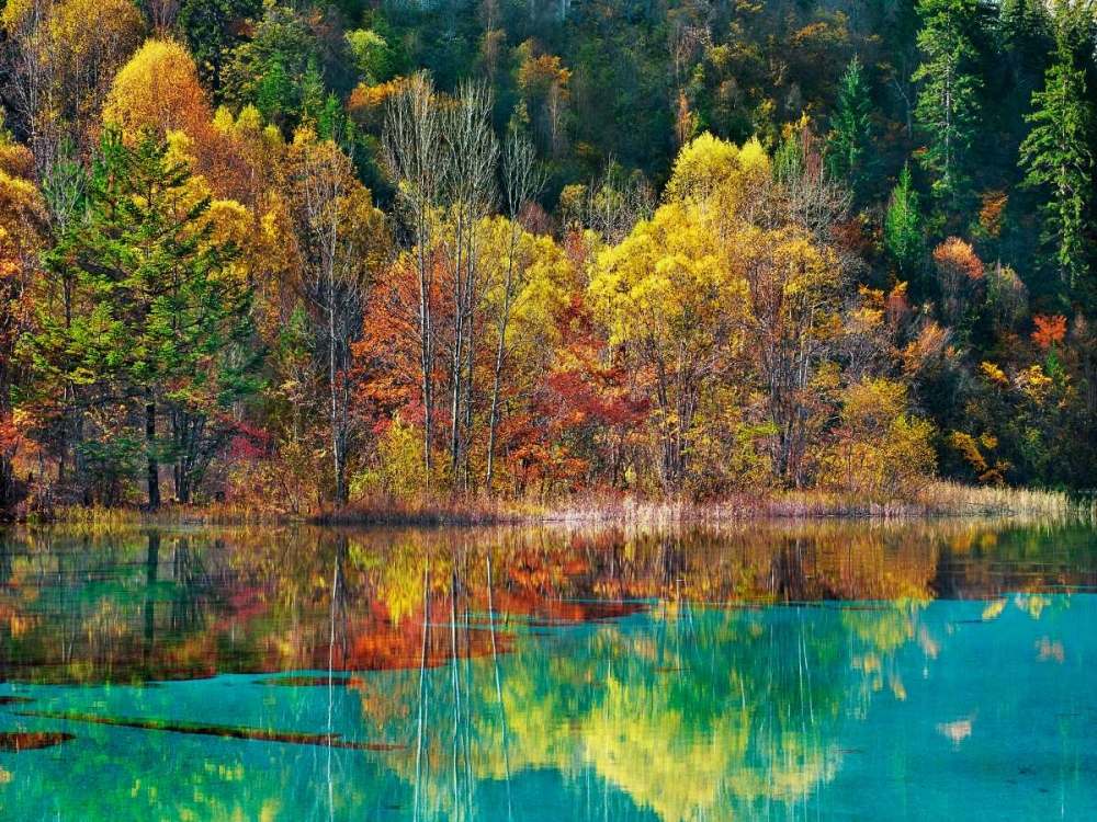 Forest in autumn colours, Sichuan, China art print by Frank Krahmer for $57.95 CAD