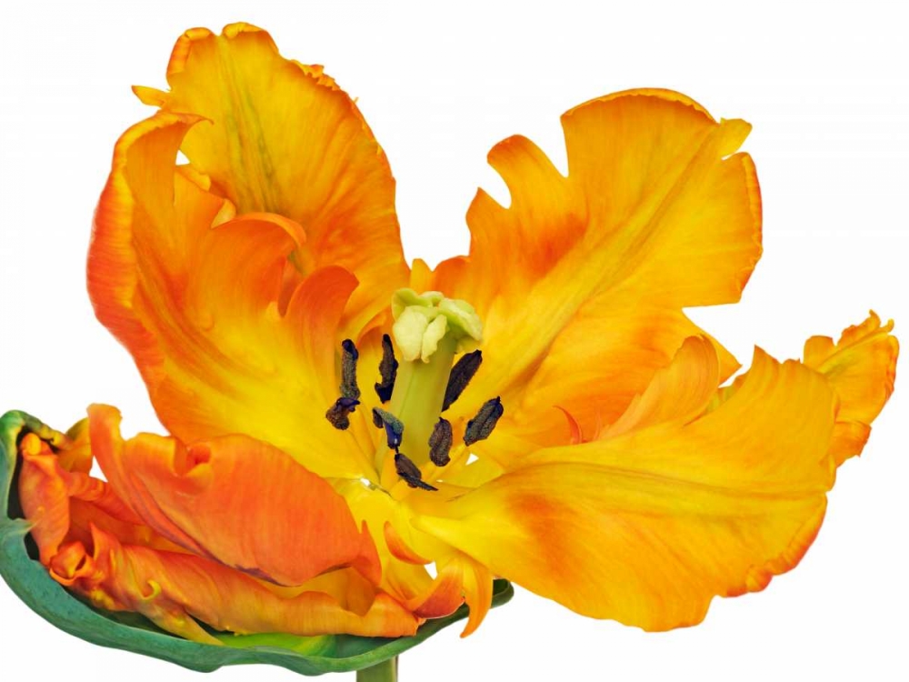 Parrot tulip close-up art print by Frank Krahmer for $57.95 CAD