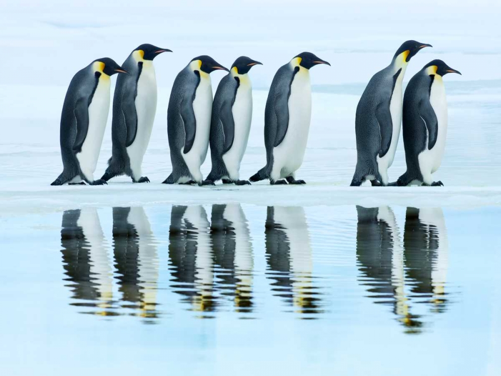 Emperor penguin group, Antarctica art print by Frank Krahmer for $57.95 CAD