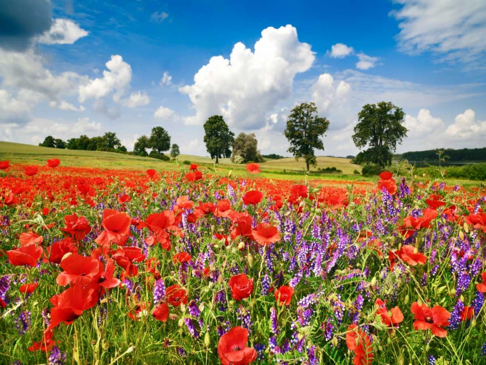 Poppies and vicias in meadow, Mecklenburg Lake District, Germany art print by Frank Krahmer for $57.95 CAD